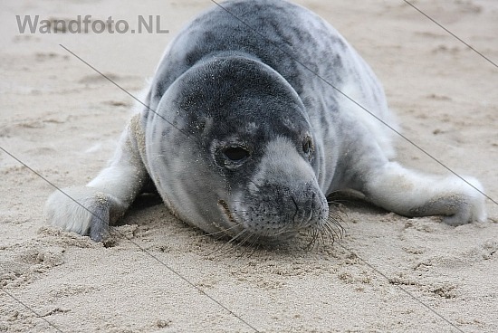 Jonge zeehond gevonden, Strand, Castricum