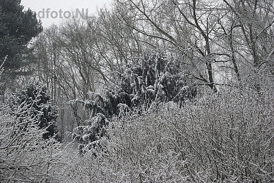 Sneeuw, Midden Heerenduinen,