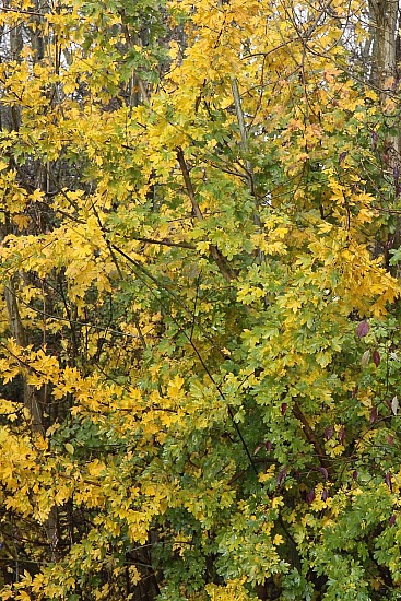 Herfstbladeren, Recreatiegebied Spaarnwoude, Velsen-Zuid