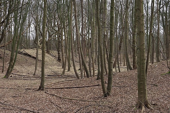 Bomen Duin- en Kruidberg, Santpoort-Noord