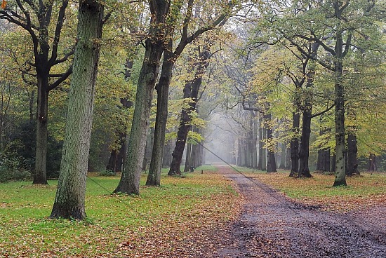 Herfst, Park de Hofgeest, Driehuis (FotoKvL/21-11-2022)