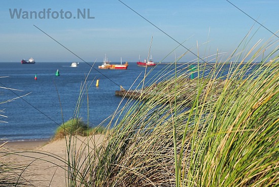 Helmgras, Kleine Strand, IJmuiden aan Zee