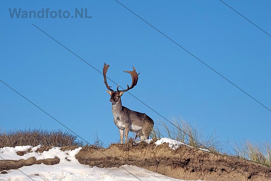 Deer wondering whre the snow is gone in IJmuiden/Netherlands