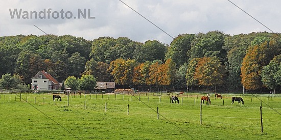 Duinrand met boerderij, Duin- en Kruidbergerweg, Santpoort-Noord
