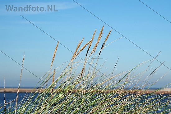 Helmgras, Kleine Strand, IJmuiden aan Zee