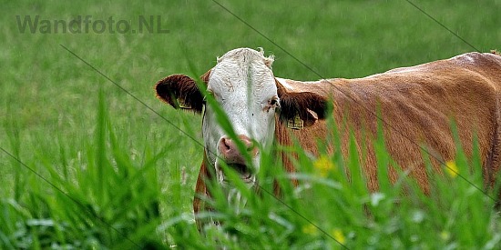 Koe in de wei, Oostbroekerweg, Velsen-Zuid