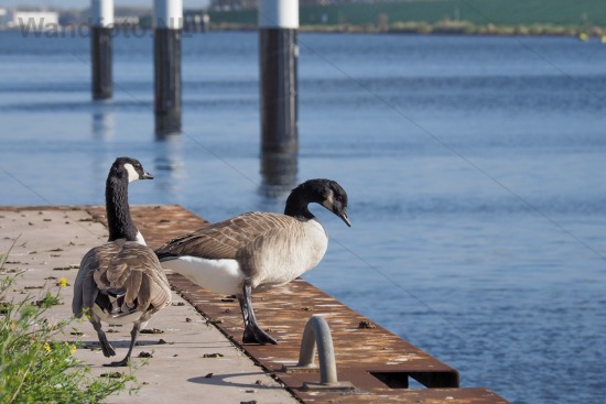 binnentoeleidingskanaal