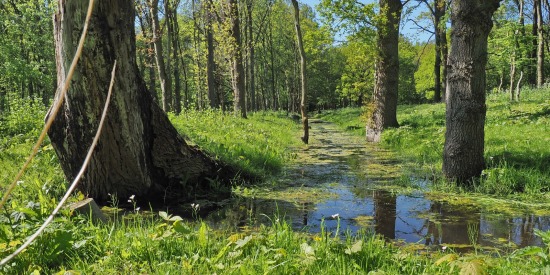 Moerasgebied Duin- en Kruidberg
