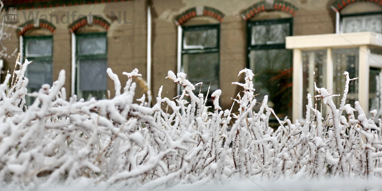 Sneeuw
