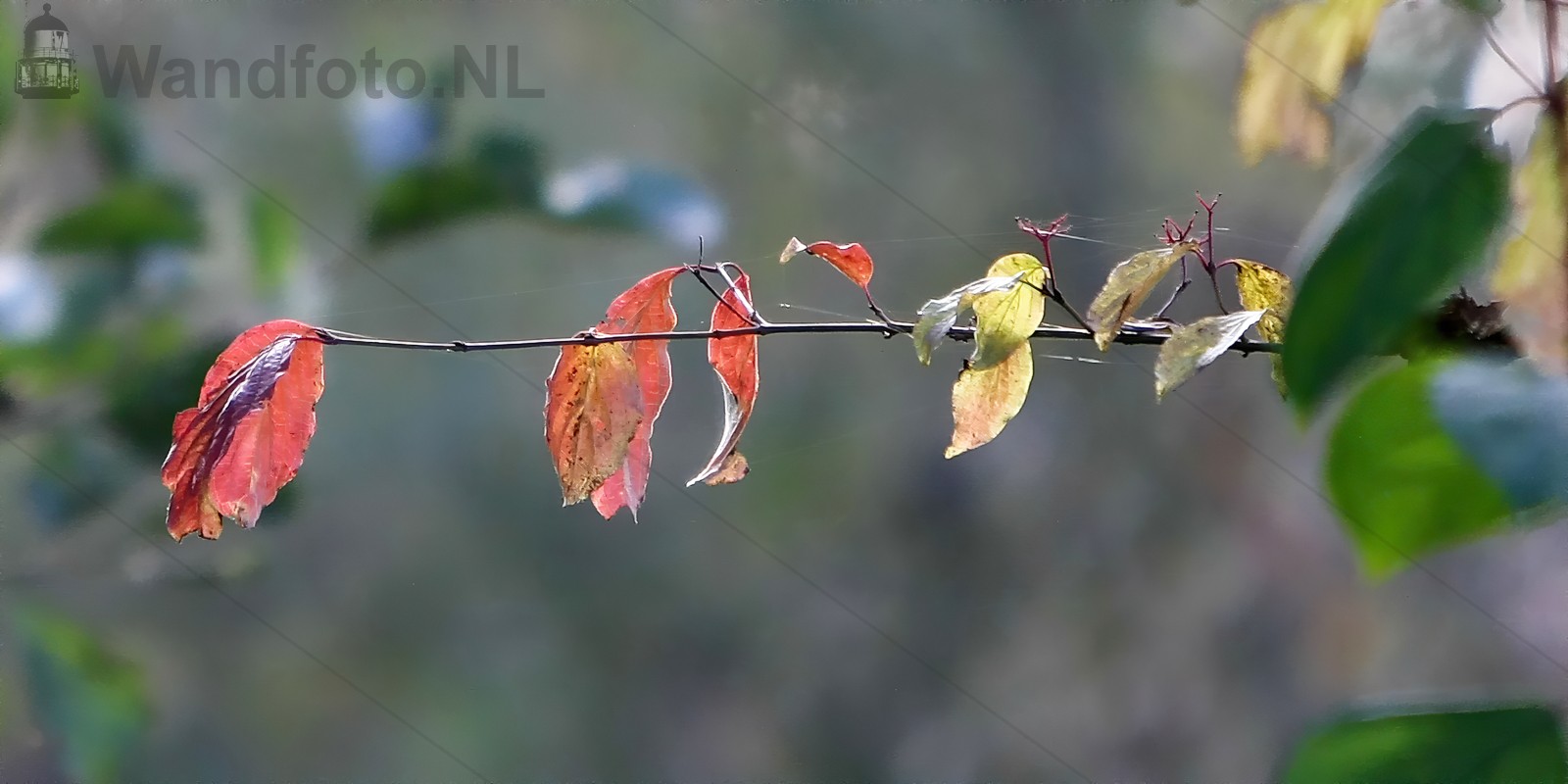 Herfst in Buitenhuizen