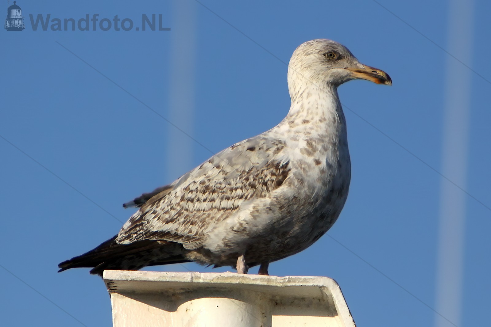 Meeuw