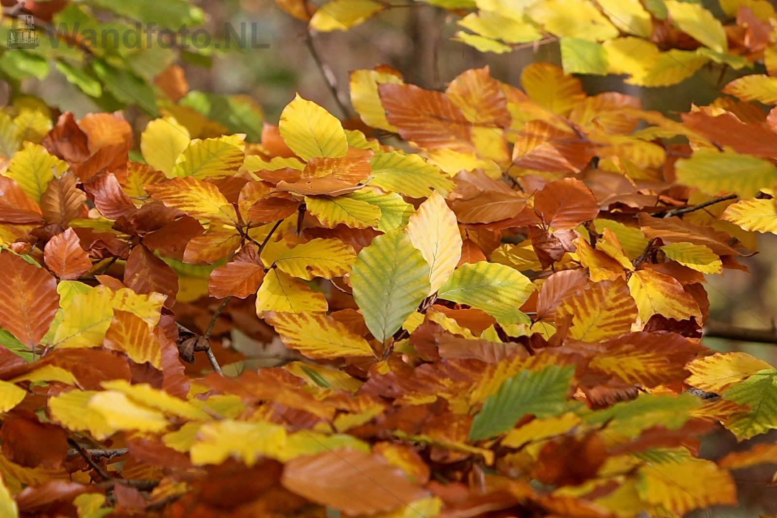 Herfst in Buitenhuizen