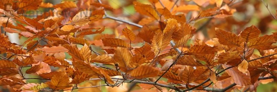 Herfst in Buitenhuizen