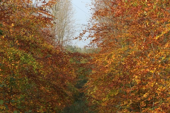 Herfst in Buitenhuizen