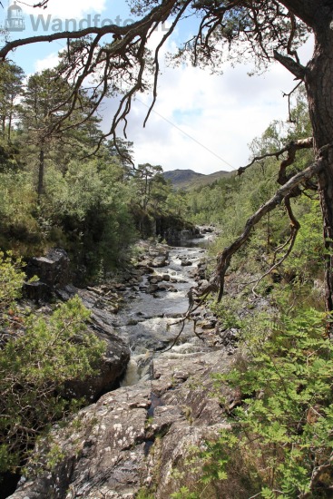 Dog Falls
