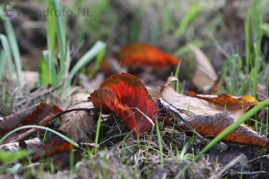 Herfst in Buitenhuizen