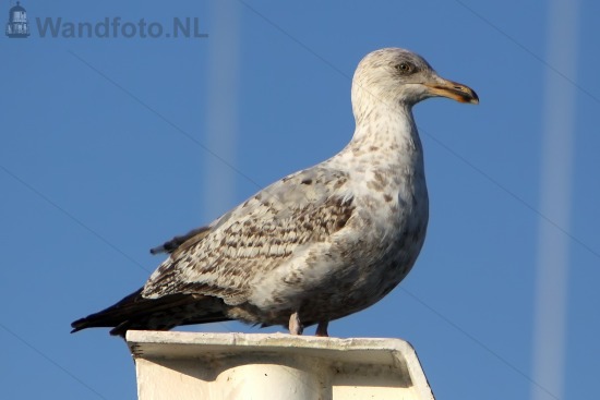 Meeuw