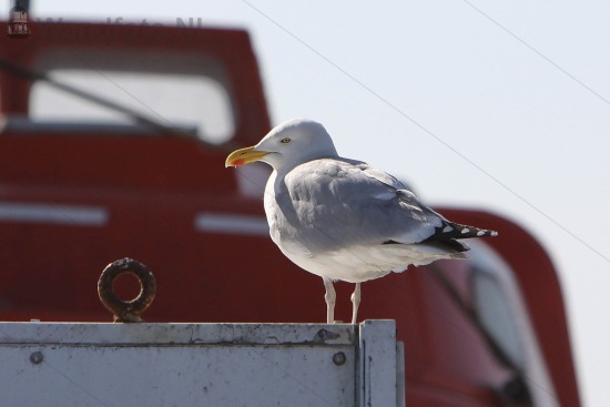 --aspectratio, --bedrijven en organisaties, --bedrijven en organisaties--havengerelateerde bedrijven, --datums, --locaties, --maritieme fotografie, --natuur-dieren, --natuur-dieren-lucht, --natuur-fauna, --natuurfotografie, --nld-landcode, --soort-foto, --transport-scheepvaart, --transport-scheepvaart-rederijen, --transport-transport, -3x2, 2011-jaar, 201105, 20110524, FotoKvL, Wandfoto-NL, europa-continent, felison terminal, horizontale foto, ijmond-regio, ijmuiden-plaats, inci-no, kennemerland-regio, kvsa, liggende foto, meeuwen, nederland-land, noord-holland-provincie, rederij dfds seaways, upload-20260526, velsen-gemeente