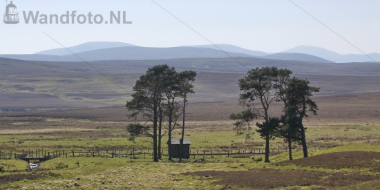 Bomen