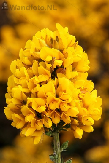 A9
