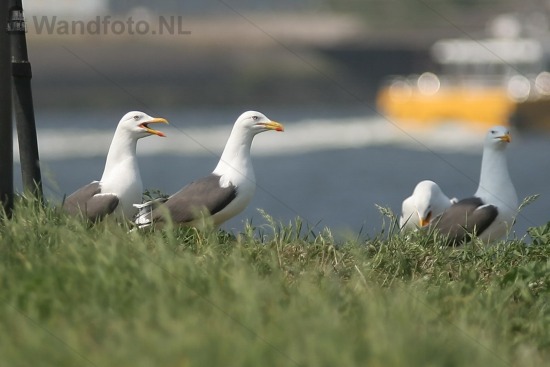 Meeuwen