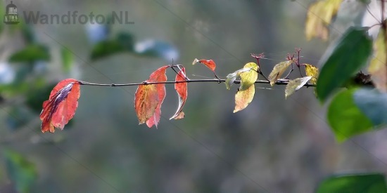 Herfst in Buitenhuizen