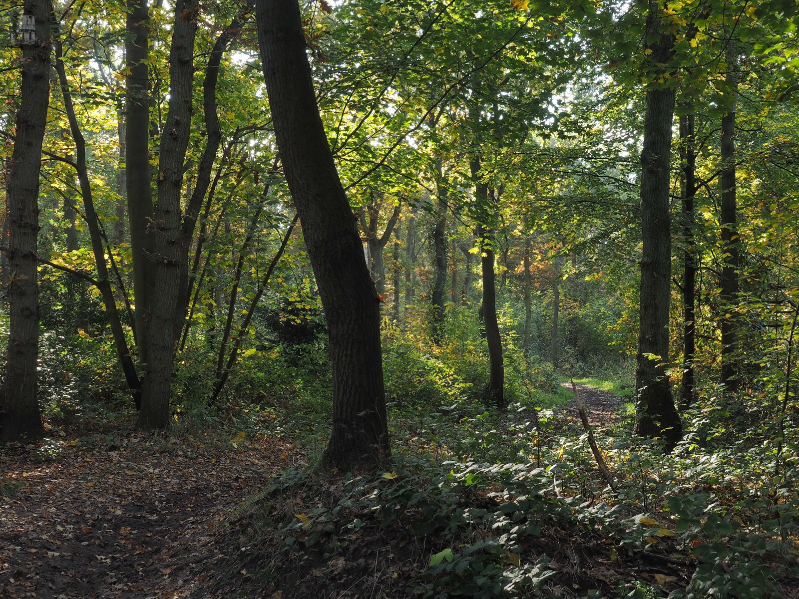 Herfst
