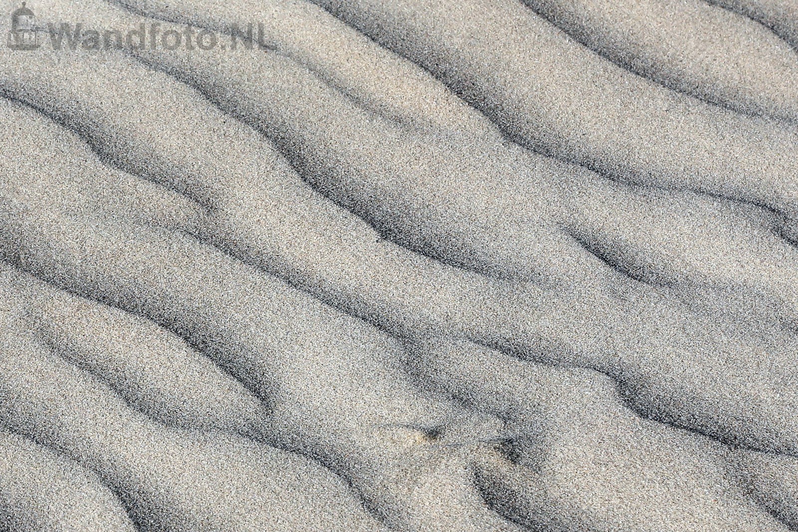 Zandribbels Kennemerstrand - Grote Strand