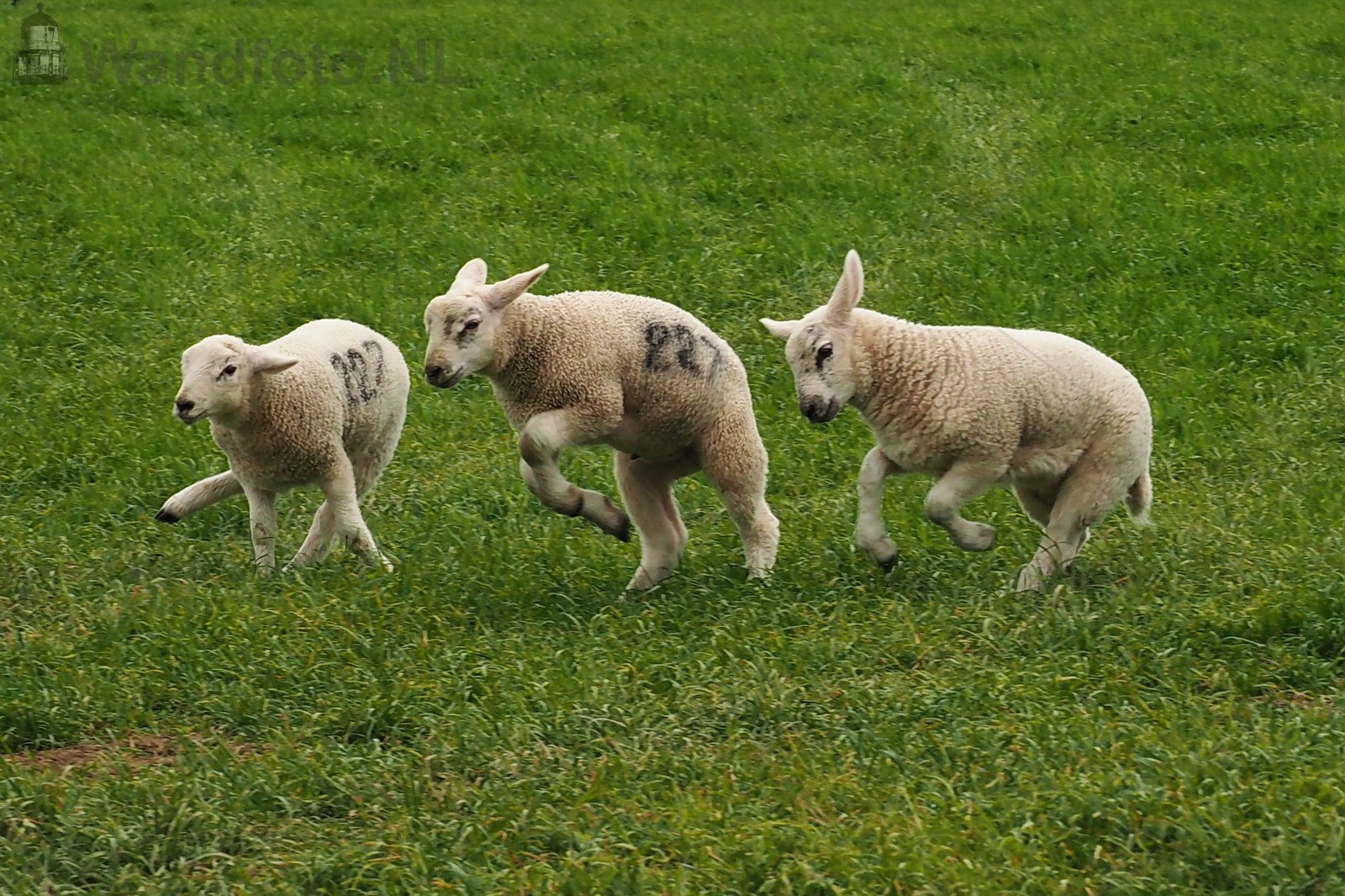 Lammetjes in het weiland