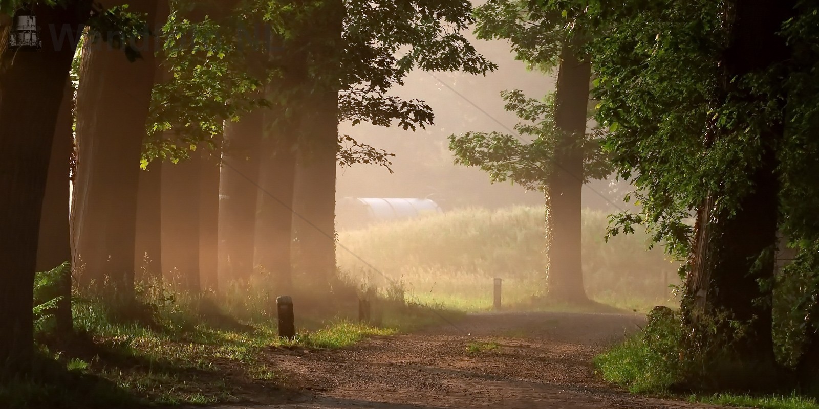 Morning mist