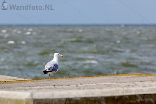 Meeuw