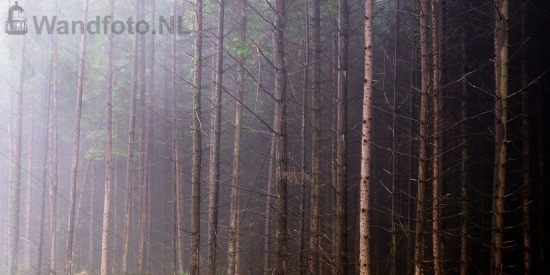 Mist