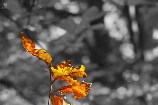 Herfst