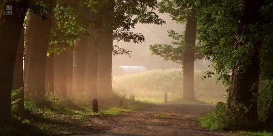 Morning mist