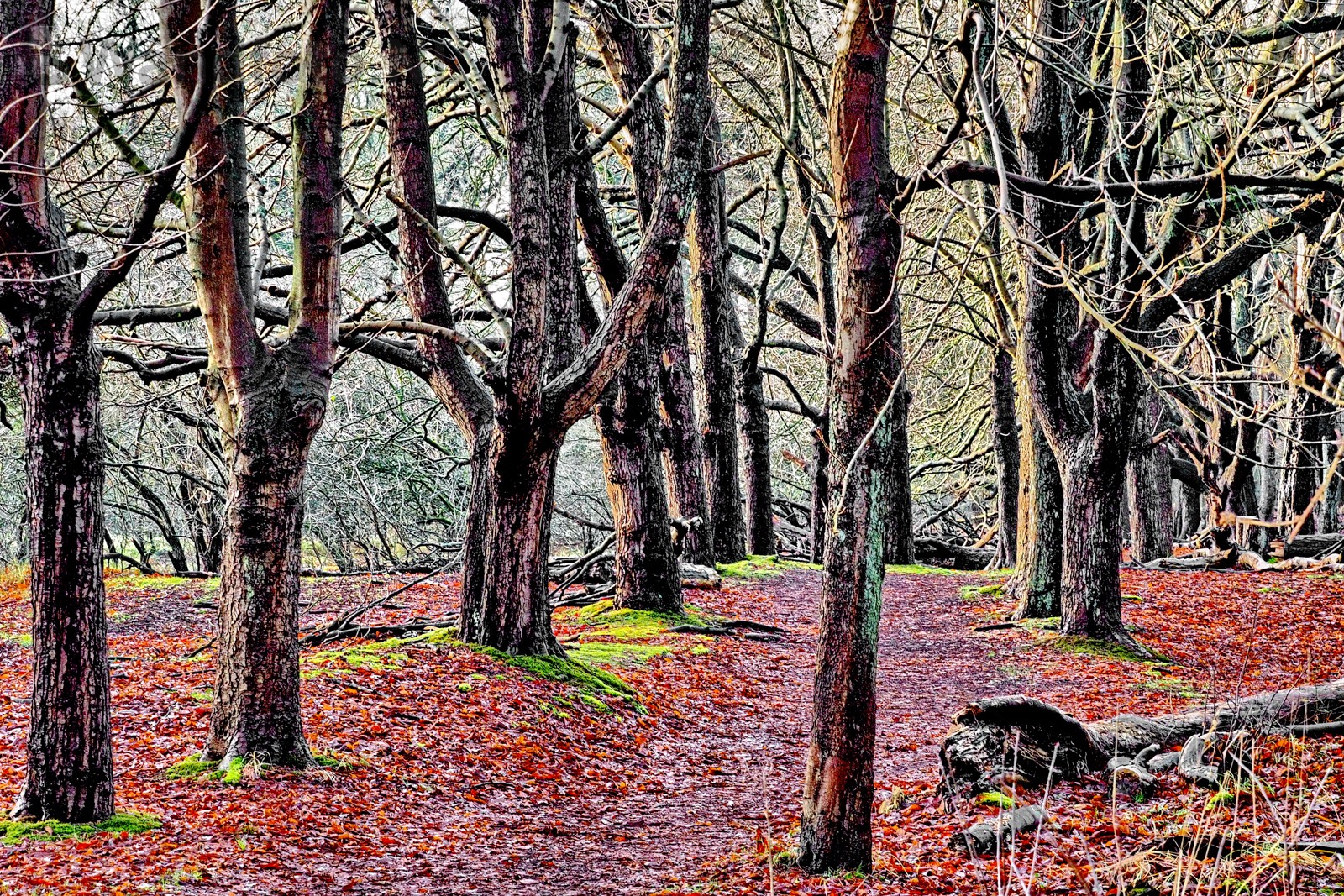 Autumn