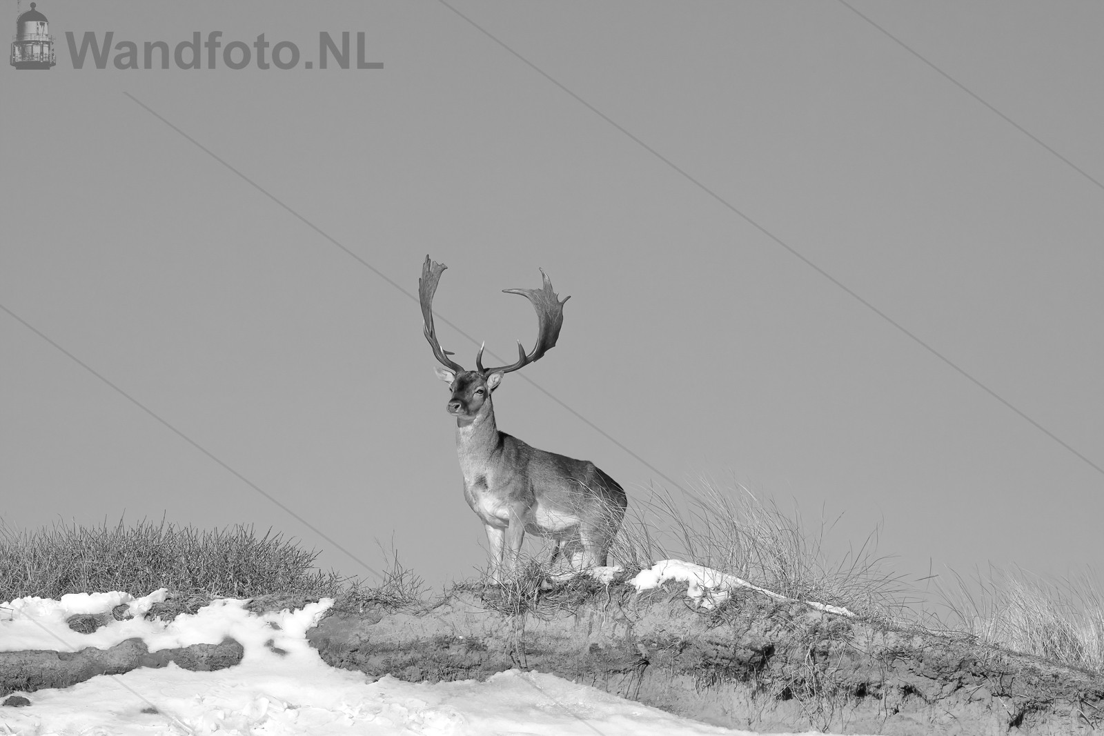 Herten IJmuiderslag