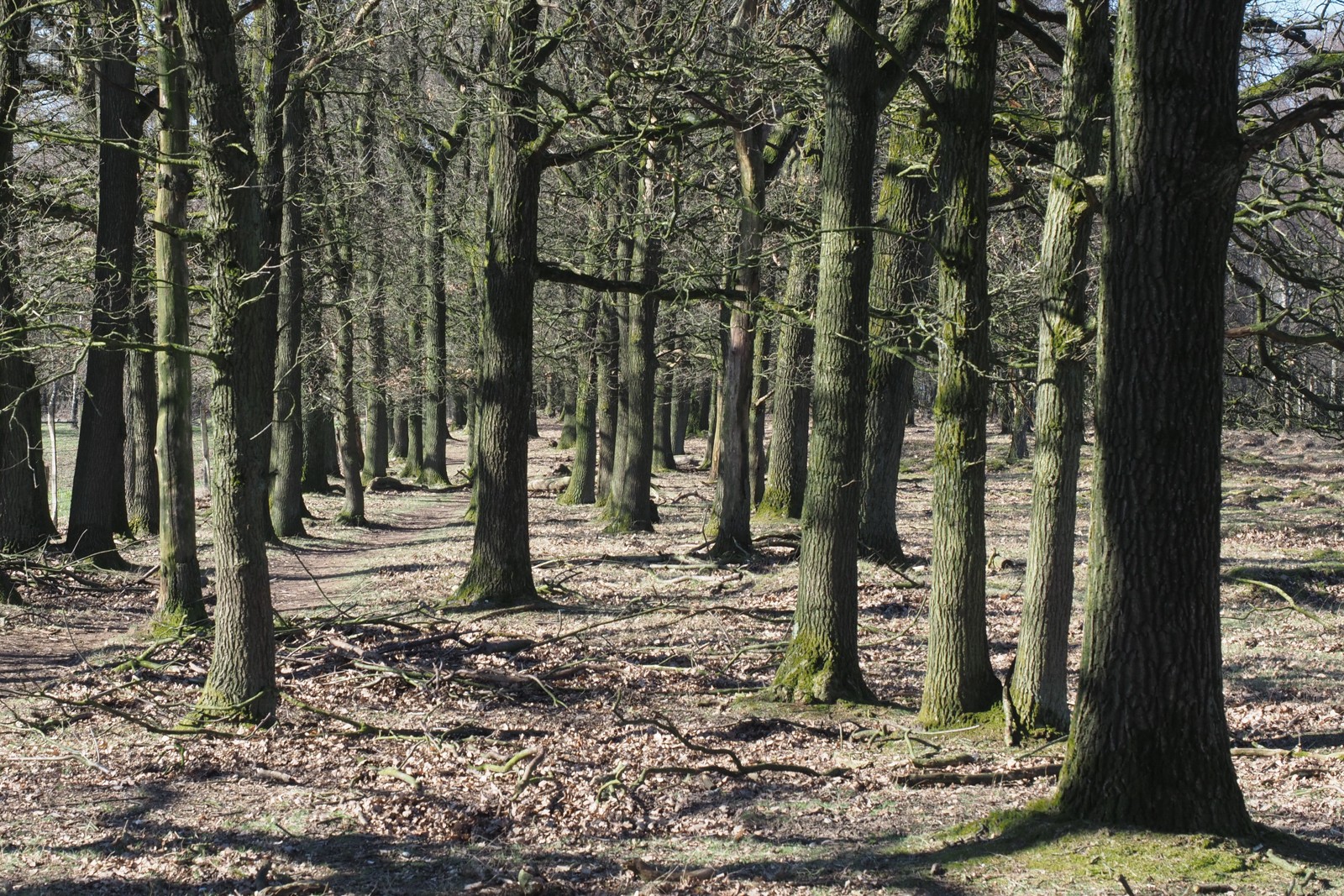Grote Heide