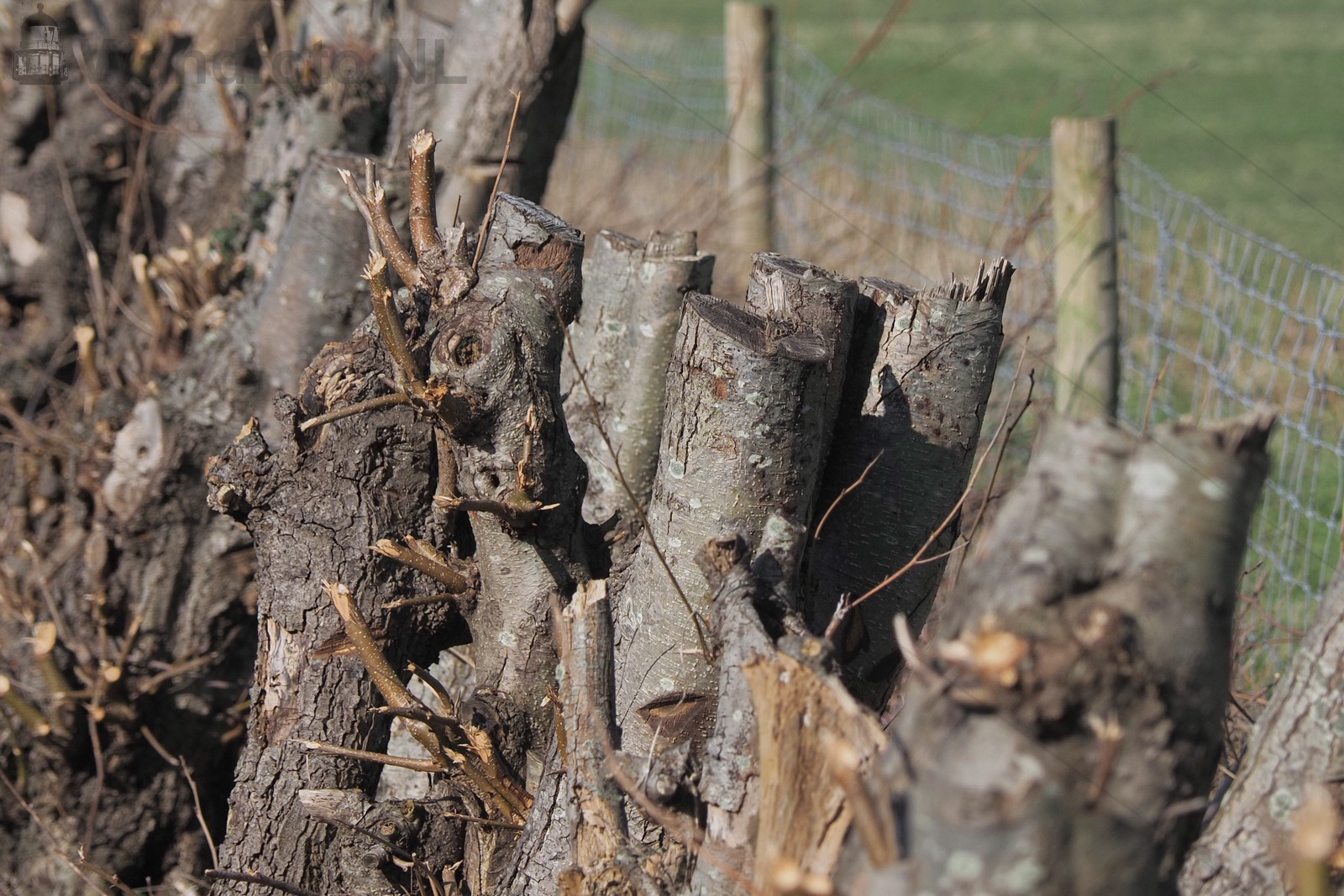 Geknotte bomen
