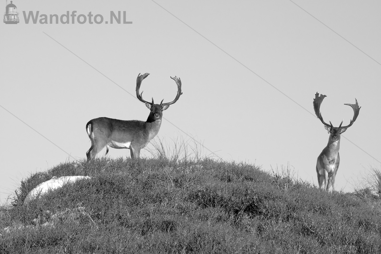 Herten IJmuiderslag