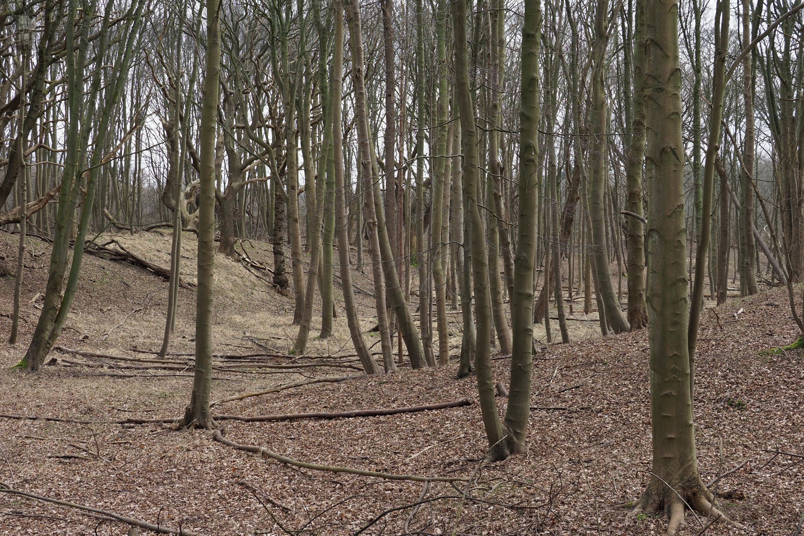 Bomen Duin- en Kruidberg