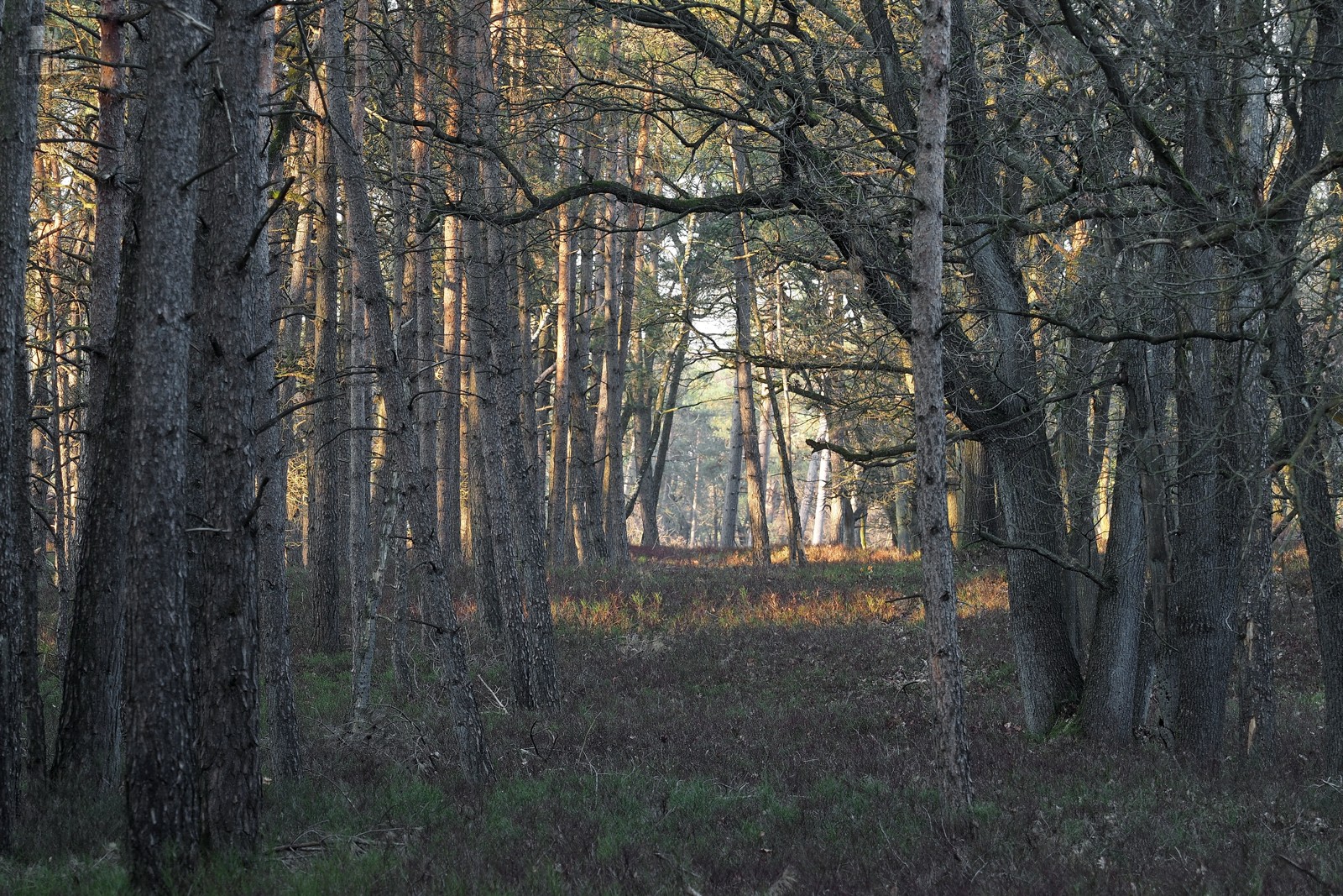 Bomen