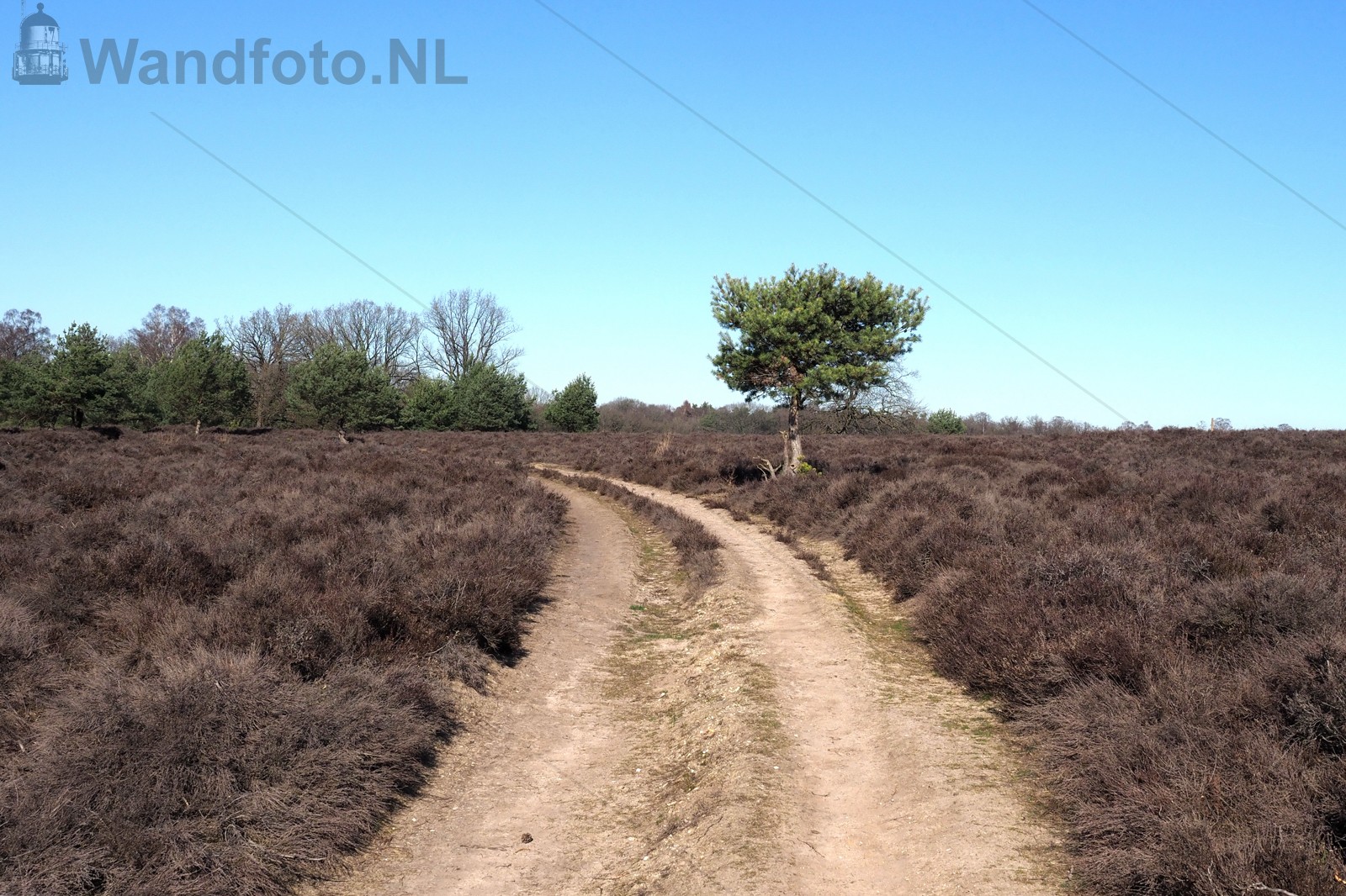 Grote Heide