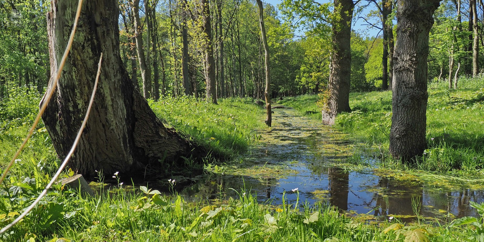 Moerasgebied Duin- en Kruidberg
