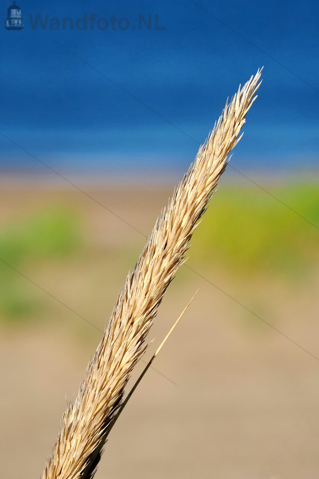 Helmgras