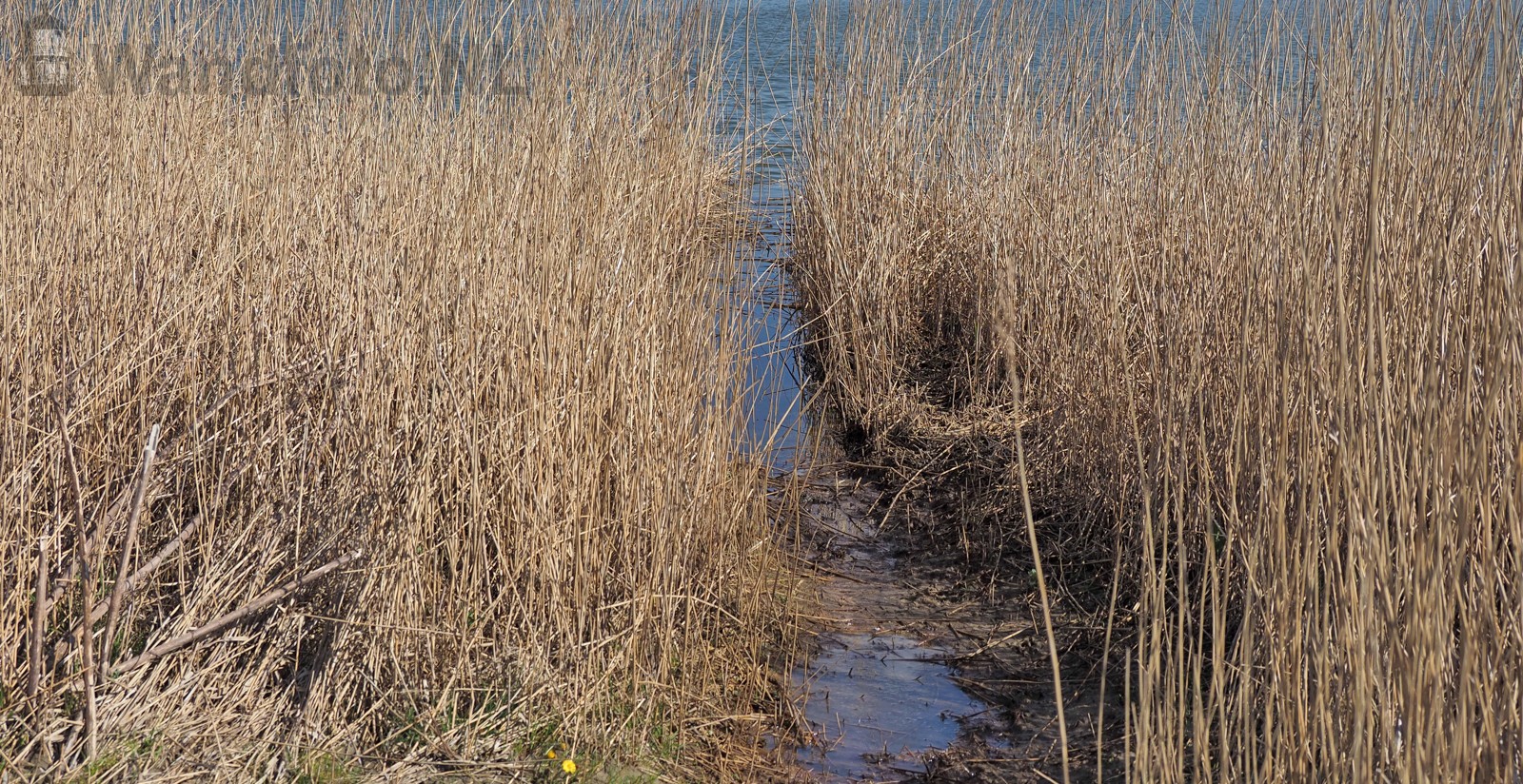 Riet