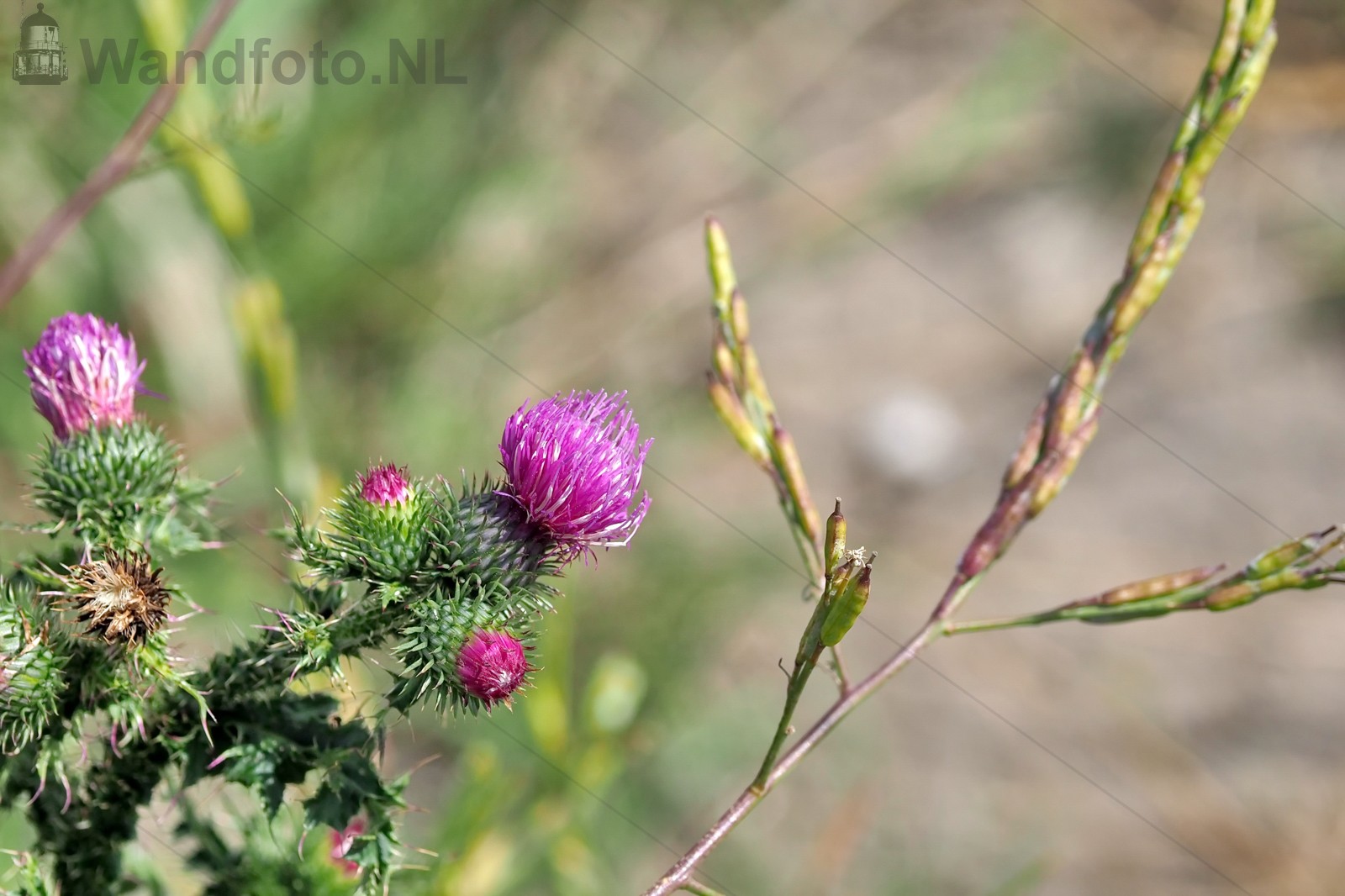 Bloem