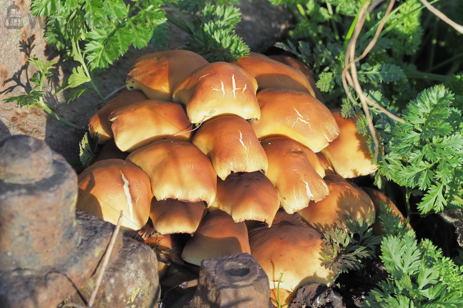 Paddenstoelen