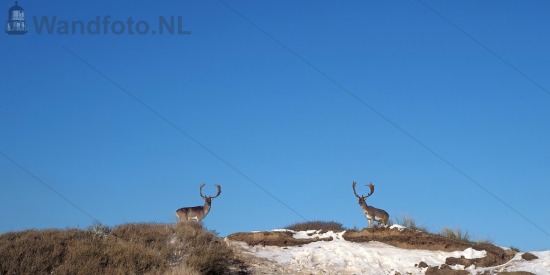 Herten vragen zich af waar de sneeuw is gebleven