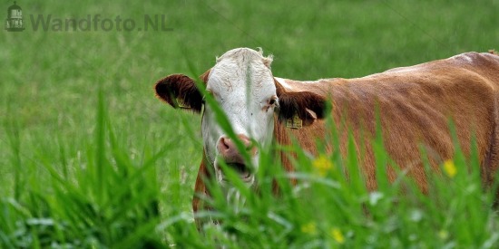 Koe in de wei
