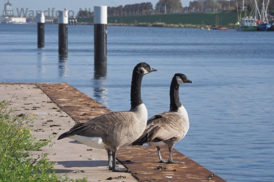 Nijlganzen Nieuwe Sleepbootsteiger - Zuider